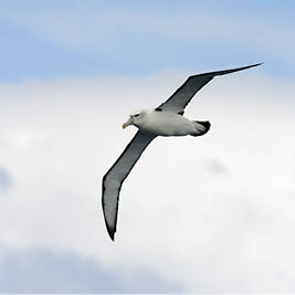 Albatros, suivi d'animaux sauvage, Argos bird, balise Argos, bio-logging, Syrlinks Wildlife