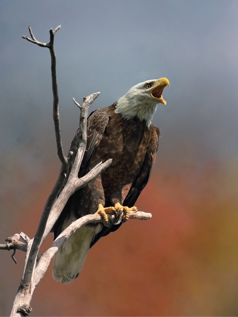 Eagle, argos tracking beacon, argos geolocation beacon, syrlinks wildlife